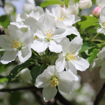 Malus 'Adirondack'