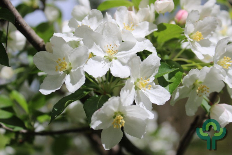 Malus 'Adirondack'