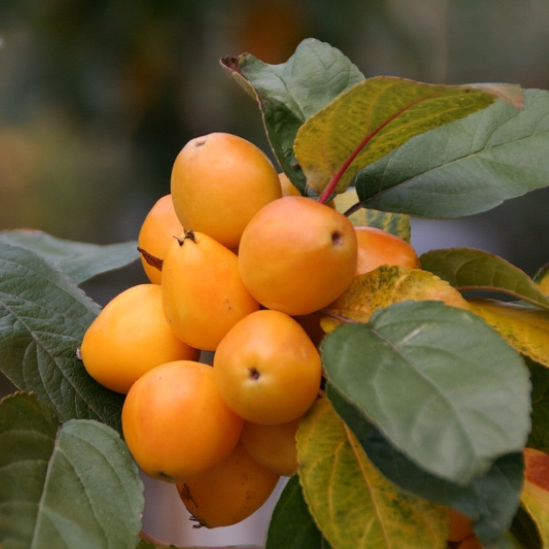Malus 'Golden Hornet'