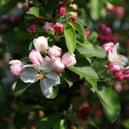 Malus 'Golden Hornet'