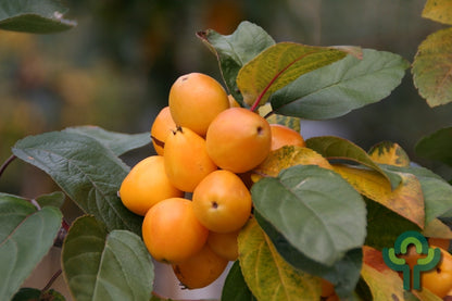 Malus 'Golden Hornet'