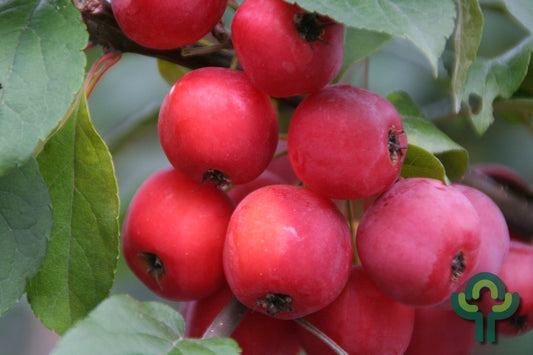 Malus 'Red Sentinel'