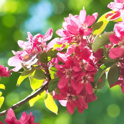 Malus 'Liset'