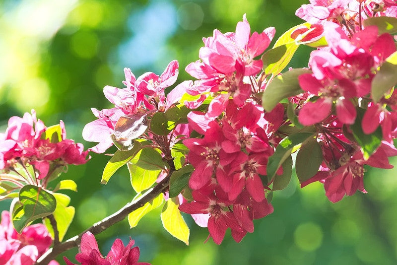 Malus 'Liset'