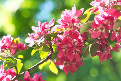 Malus 'Liset'