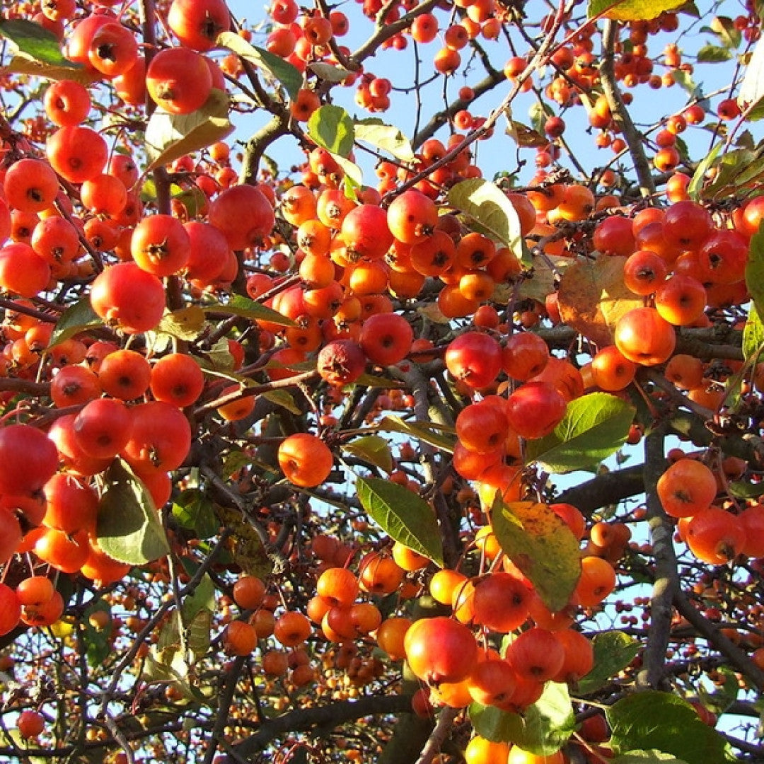Malus 'Evereste'
