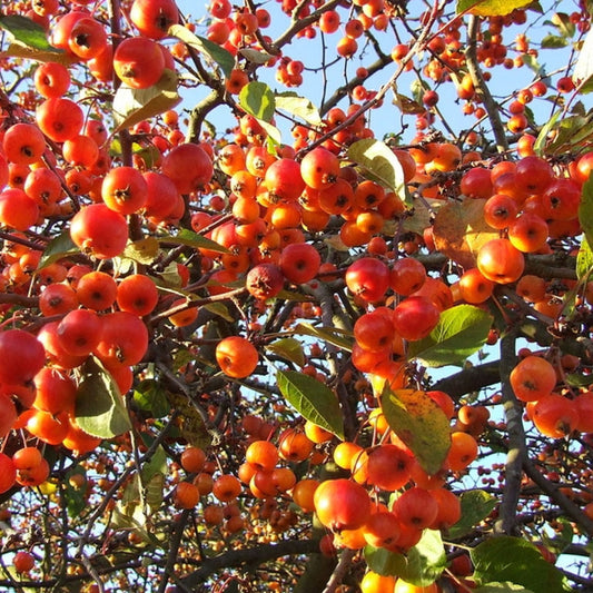 Malus 'Evereste'