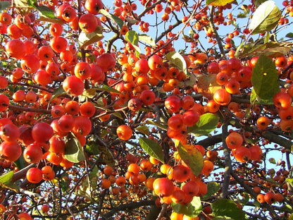 Malus 'Evereste'