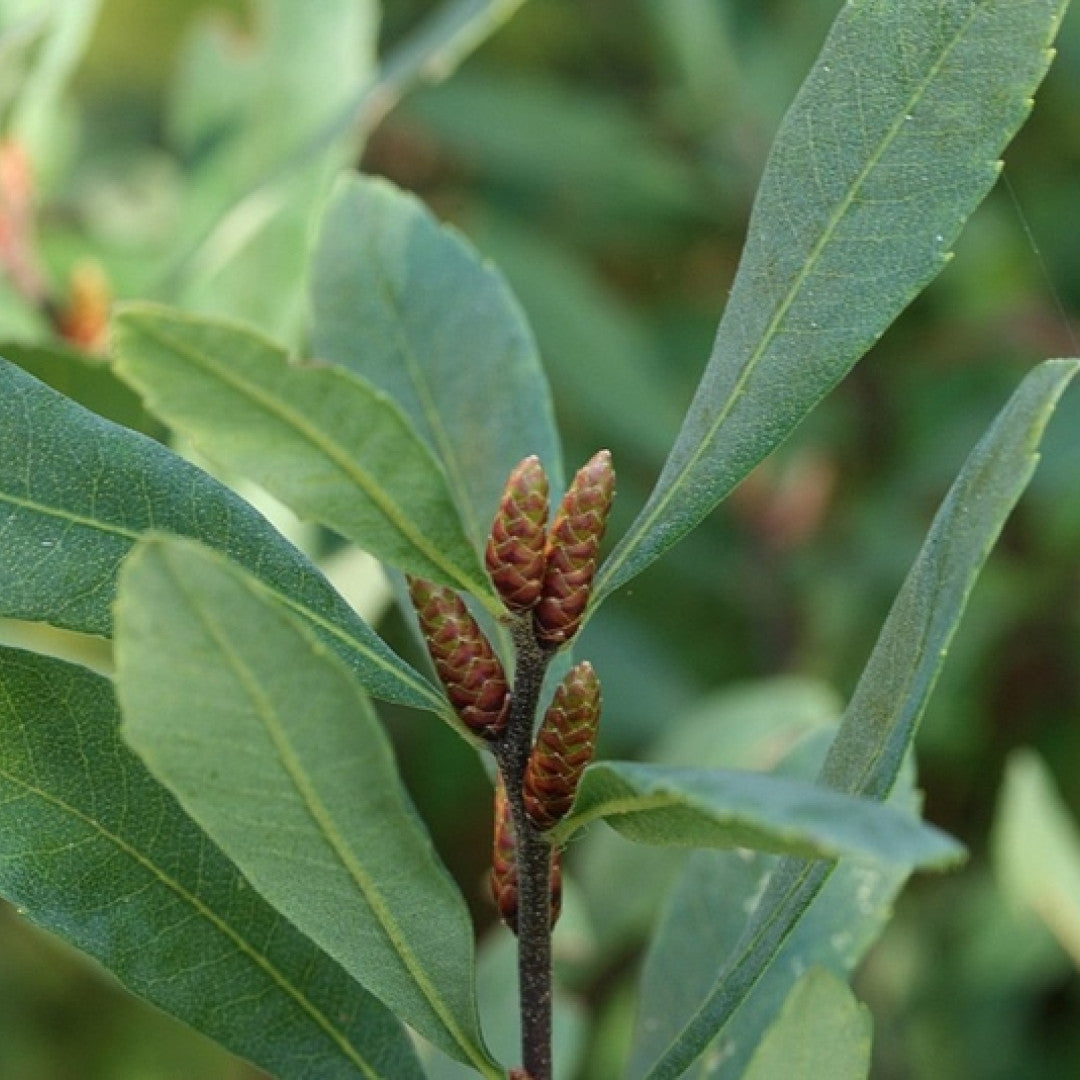 Myrica gale