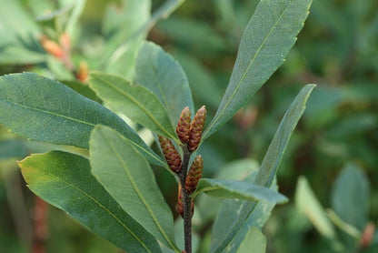 Myrica gale