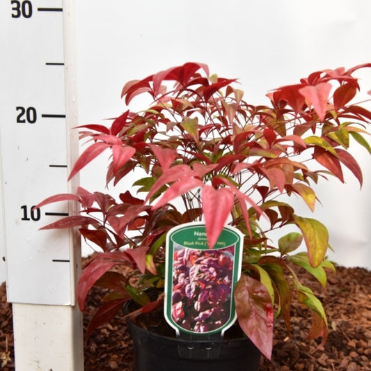 Nandina domestica 'Blush Pink'