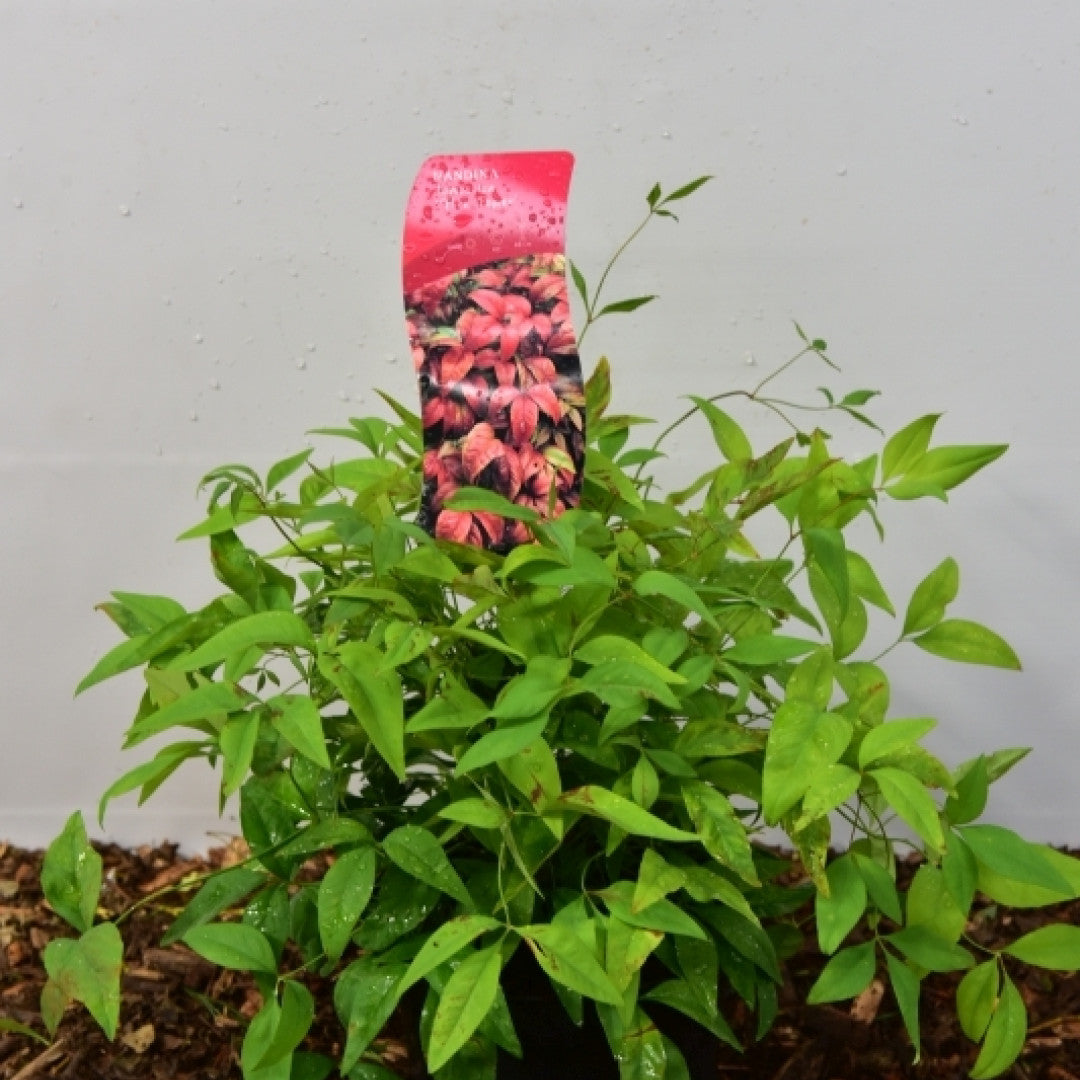 Nandina domestica 'Firepower'