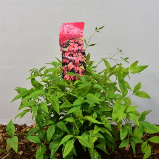 Nandina domestica 'Firepower'