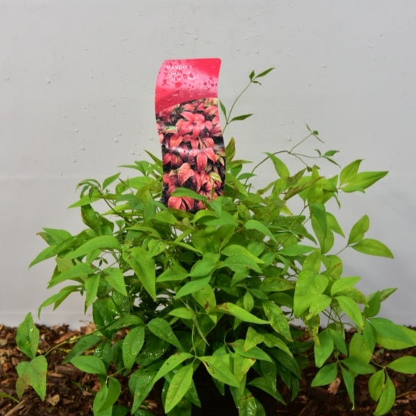 Nandina domestica 'Firepower'