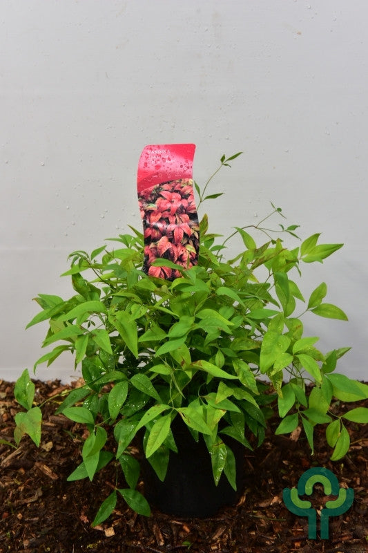 Nandina domestica 'Firepower'