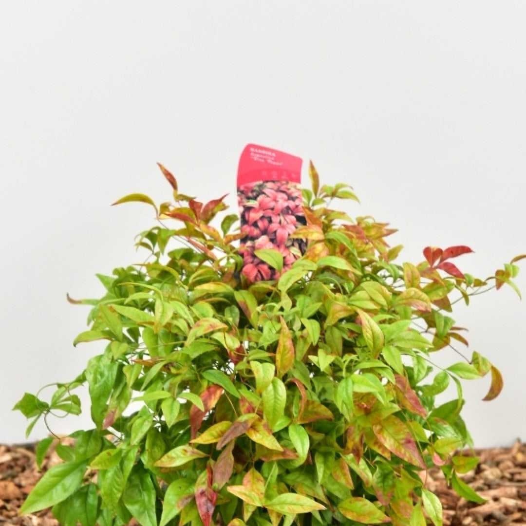 Nandina domestica 'Firepower'