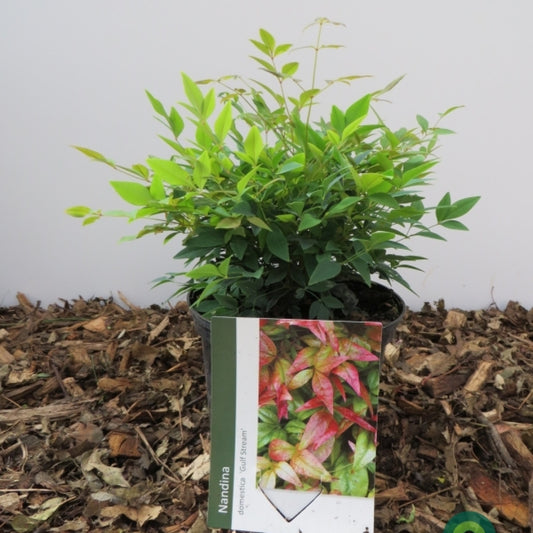Nandina domestica 'Gulf Stream'