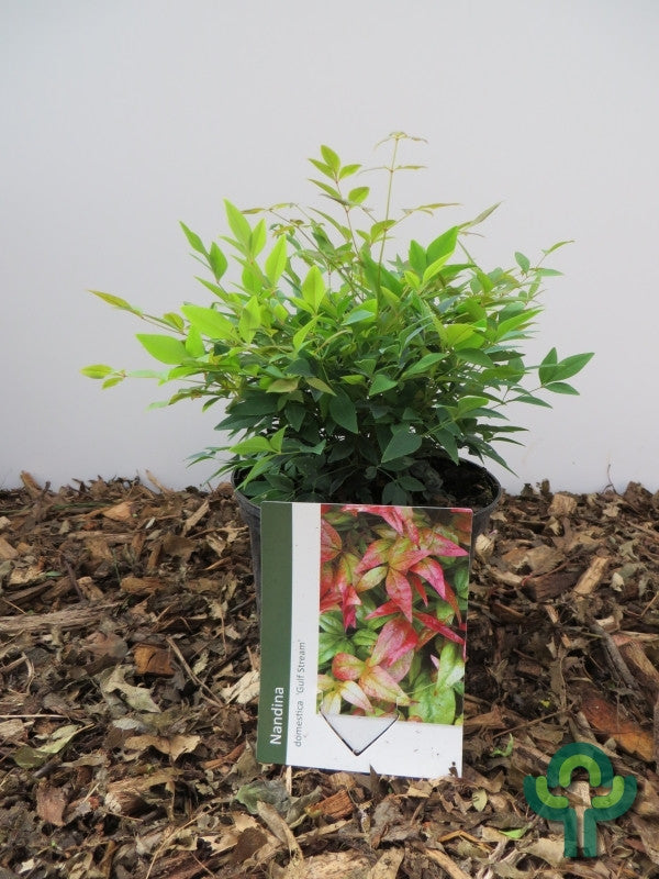 Nandina domestica 'Gulf Stream'