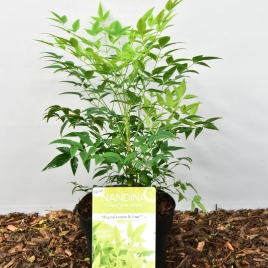 Nandina domestica 'Magical Lemon & Lime'