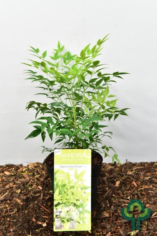 Nandina domestica 'Magical Lemon & Lime'