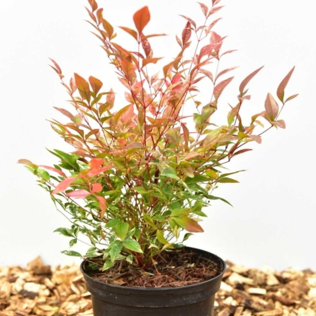 Nandina domestica 'Twilight' ®