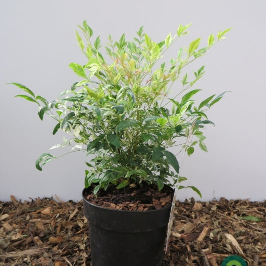 Nandina domestica 'Twilight' ®