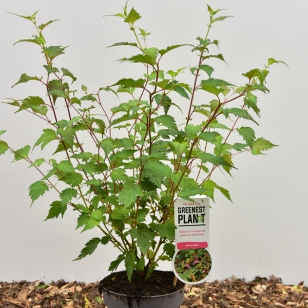 Neillia affinis