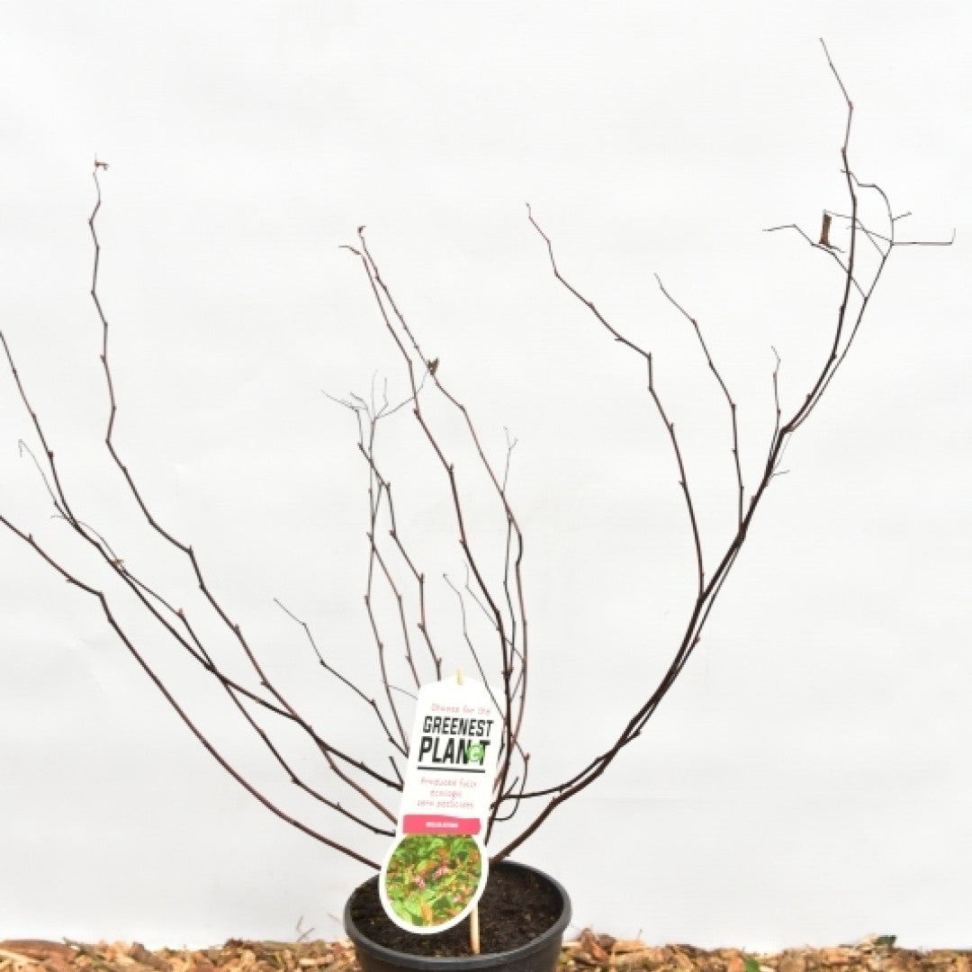 Neillia affinis