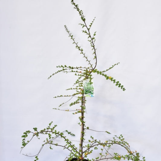 Nothofagus antarctica