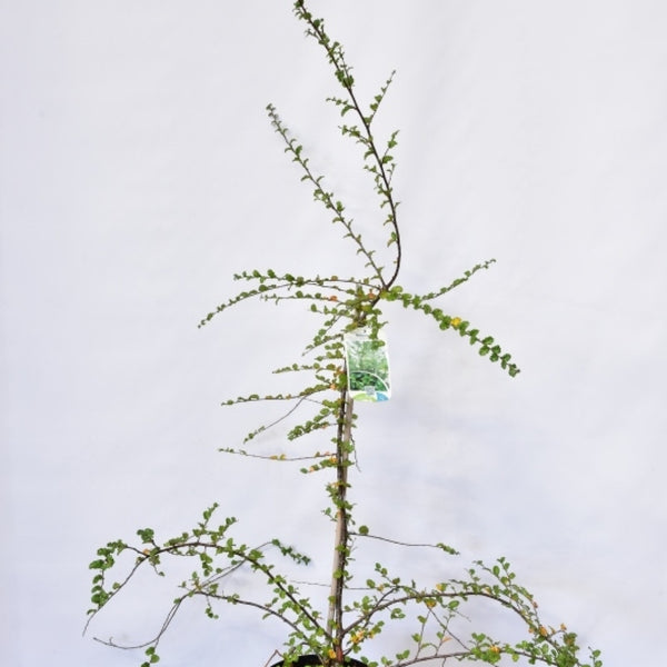Nothofagus antarctica