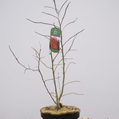 Nyssa sylvatica