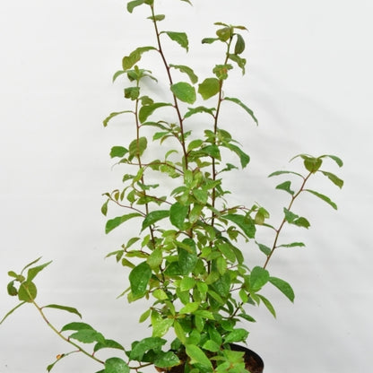 Nyssa sylvatica