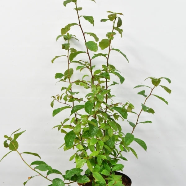 Nyssa sylvatica