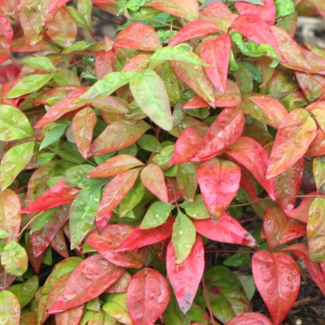 Nandina domestica 'Blush Pink'