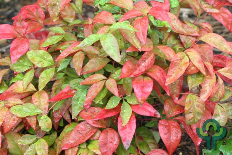 Nandina domestica 'Blush Pink'