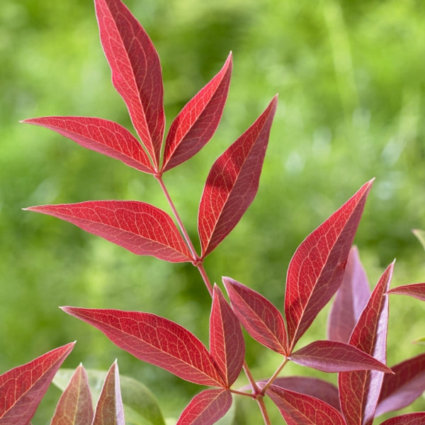 Nandina domestica 'Obsessed' ®