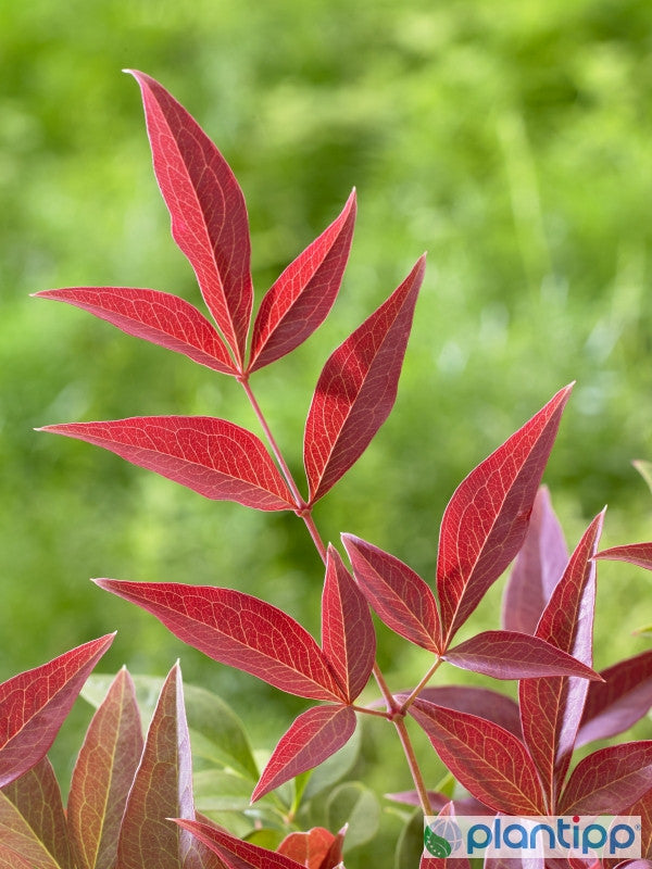 Nandina domestica 'Obsessed' ®