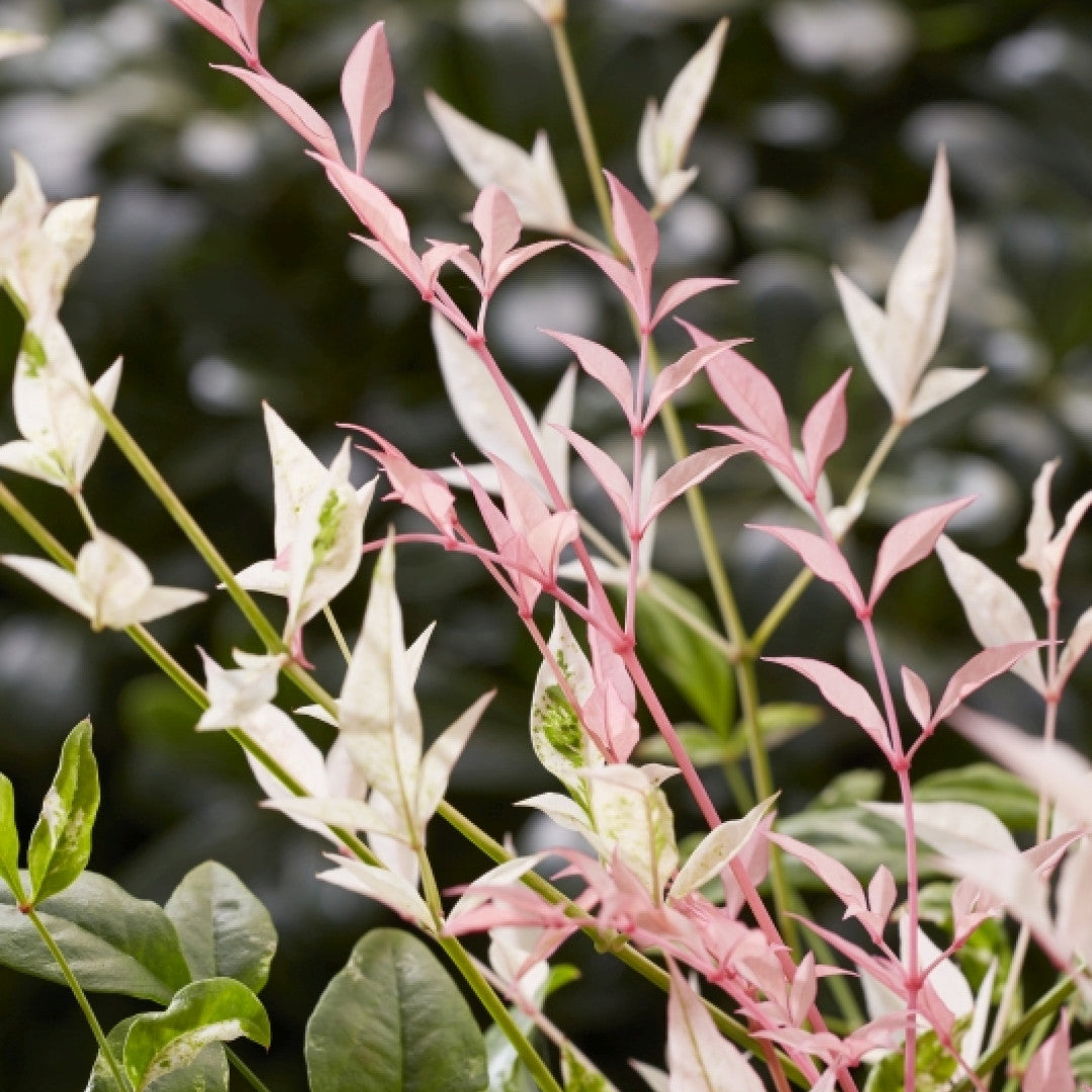 Nandina domestica 'Twilight' ®