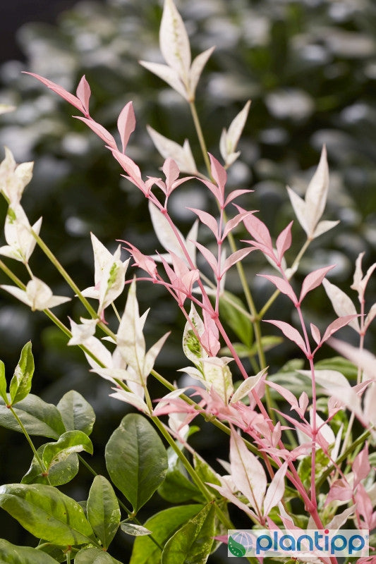 Nandina domestica 'Twilight' ®