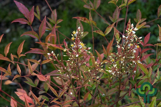 Nandina domestica