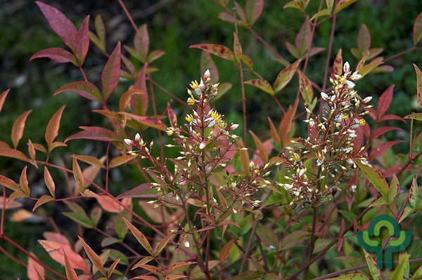 Nandina domestica