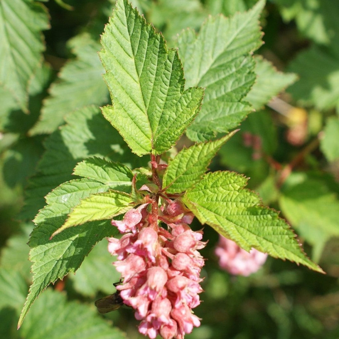 Neillia affinis