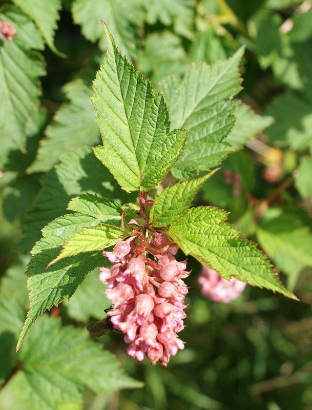 Neillia affinis