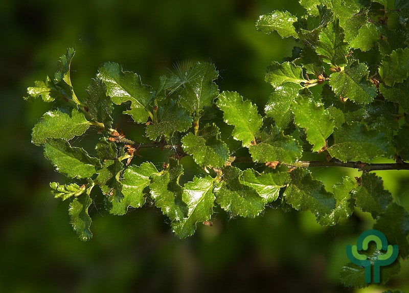 Nothofagus antarctica