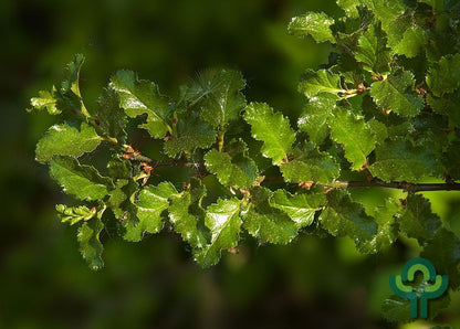 Nothofagus antarctica