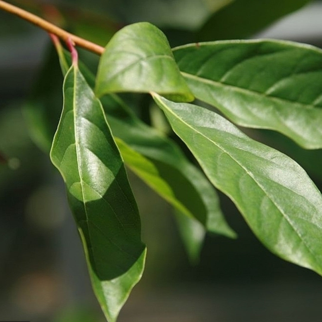 Nyssa sylvatica