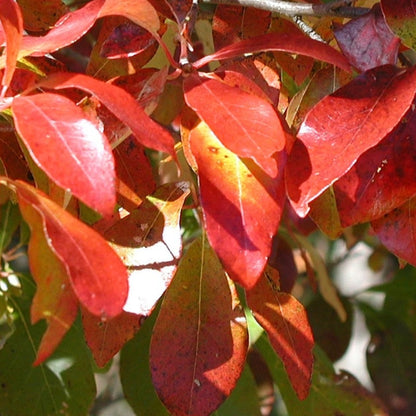 Nyssa sylvatica