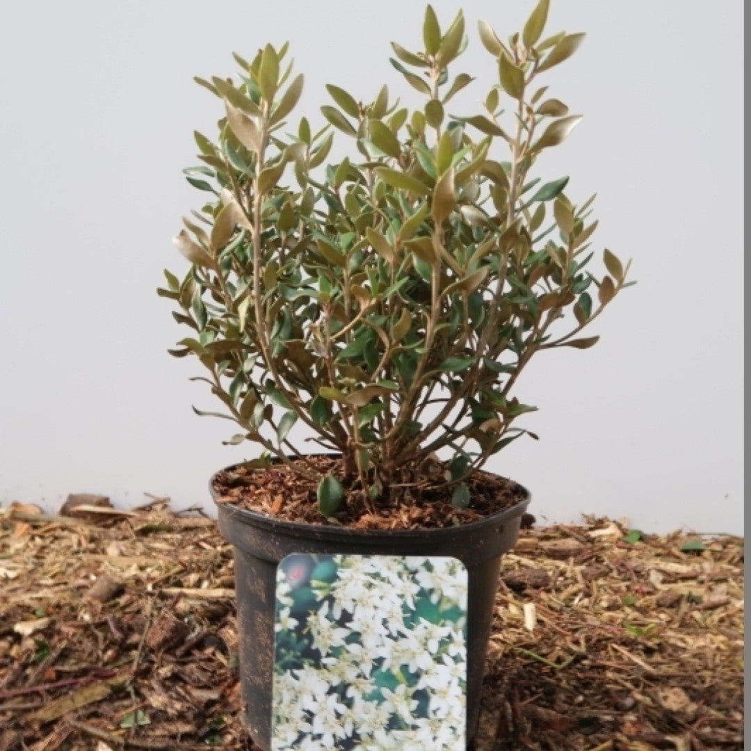 Olearia haastii