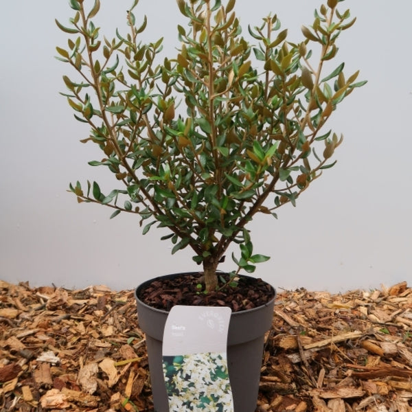 Olearia haastii