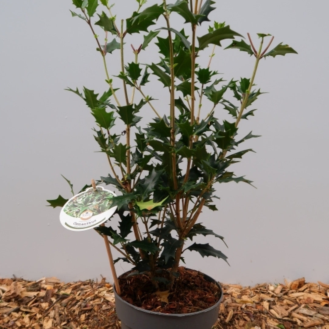 Osmanthus heterophyllus